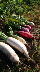 野菜の語り部研究所 野菜