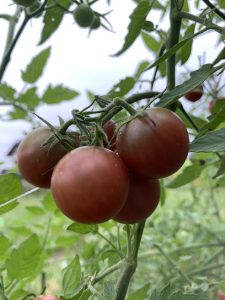 野菜の語り部研究所 野菜