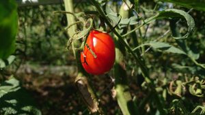 野菜の語り部研究所 野菜