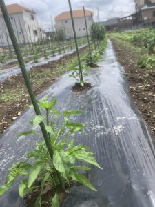 野菜の語り部研究所 野菜