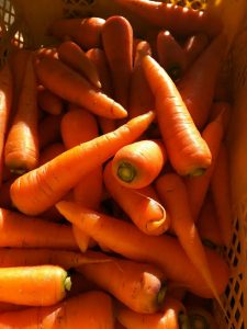 野菜の語り部研究所 にんじん