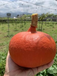 野菜の語り部研究所 野菜